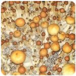 Псилоцибиновые (галлюциногенные) грибы в Зеленокумске Psilocybin "Golden Teacher" Псилоцибиновые (галлюциногенные) грибы в Зеленокумске Psilocybin "Golden Teacher"