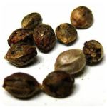 Семена марихуаны АК-47  (Seeds AK-47) в Зеленокумске